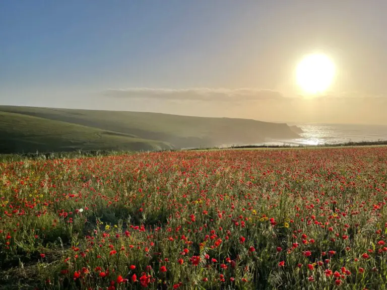 How to see the Polly Joke Poppies in 2023