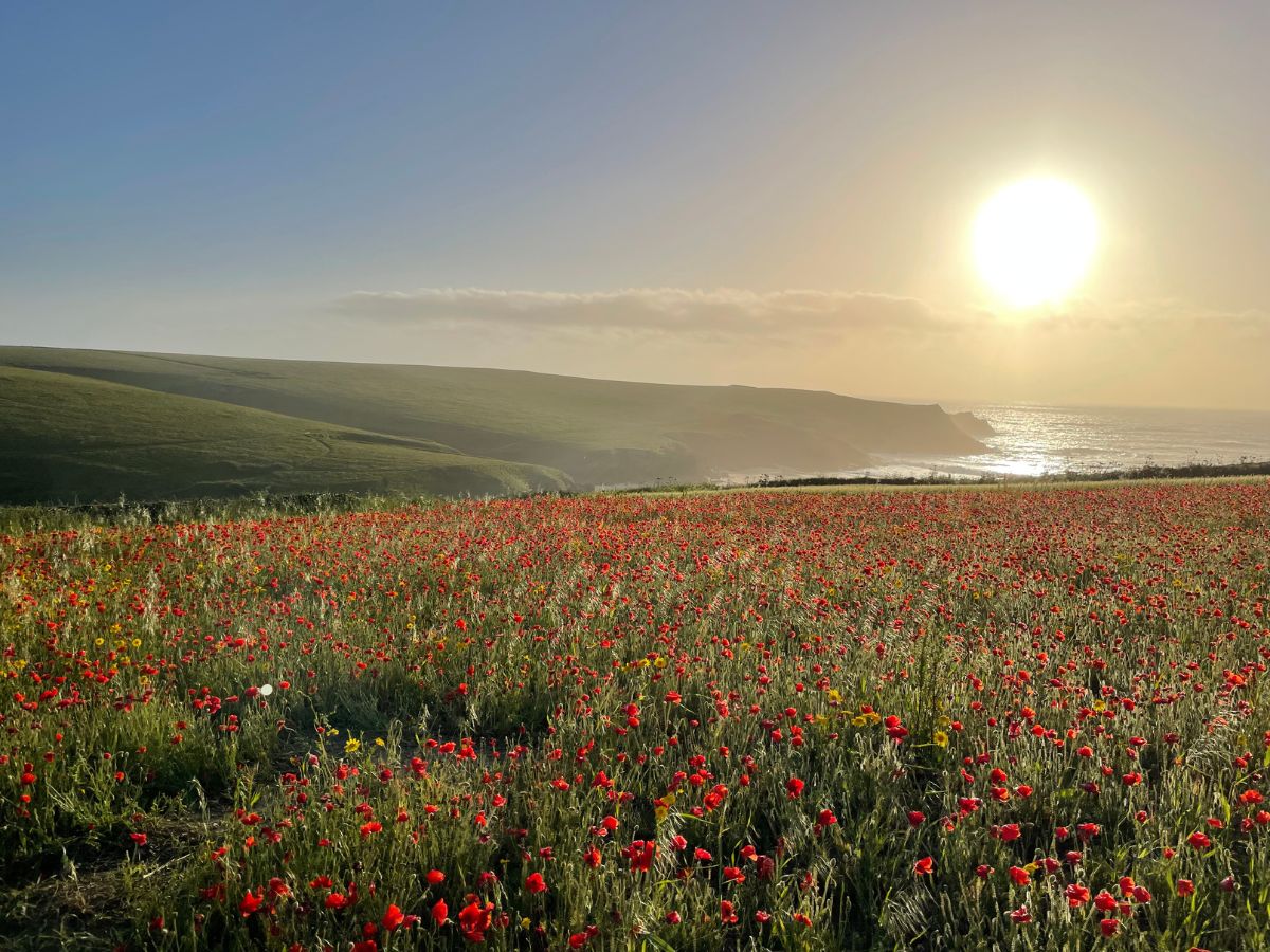 field of poppies at Polly Joke Beach in Cornwall