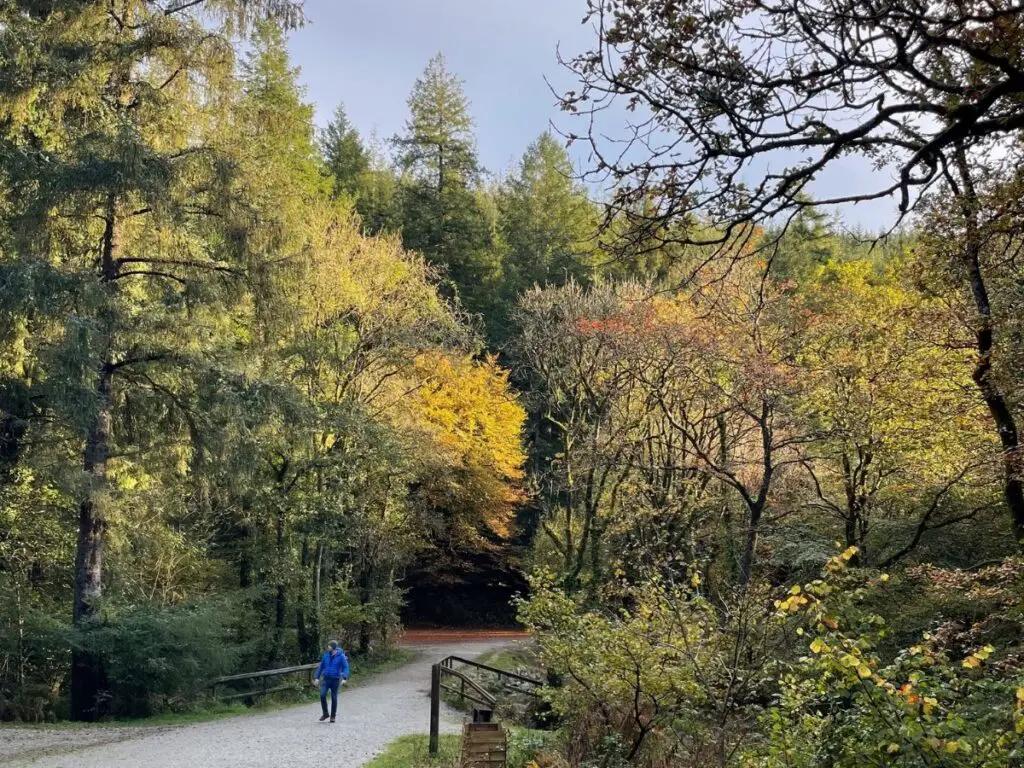 Person walking in Cardinham Woods near Bodmin in Autumn