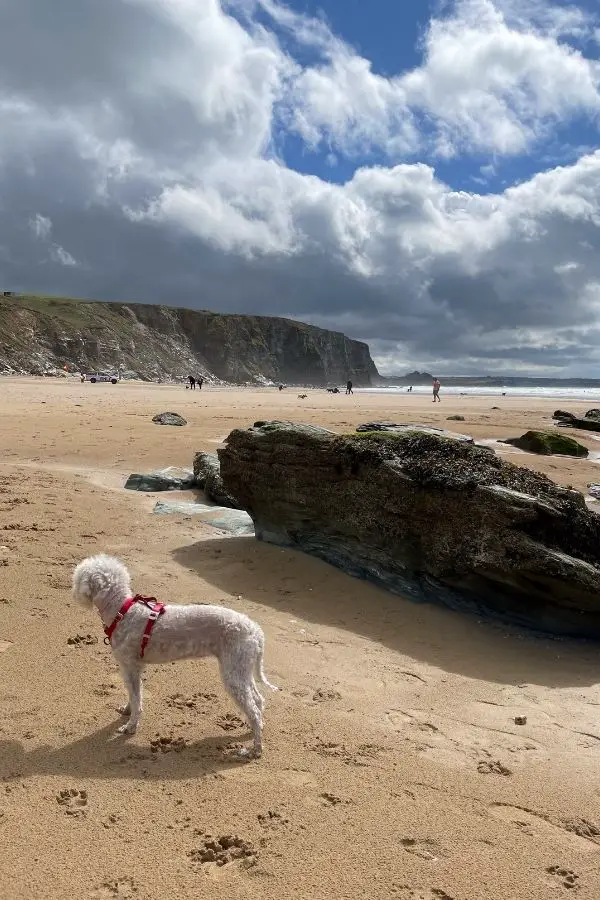 dog near rocks at Watergate Bay beach in Cornwall