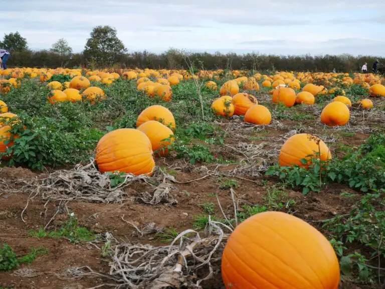 Pumpkin picking in Cornwall – 7 patches where you can pick your own!